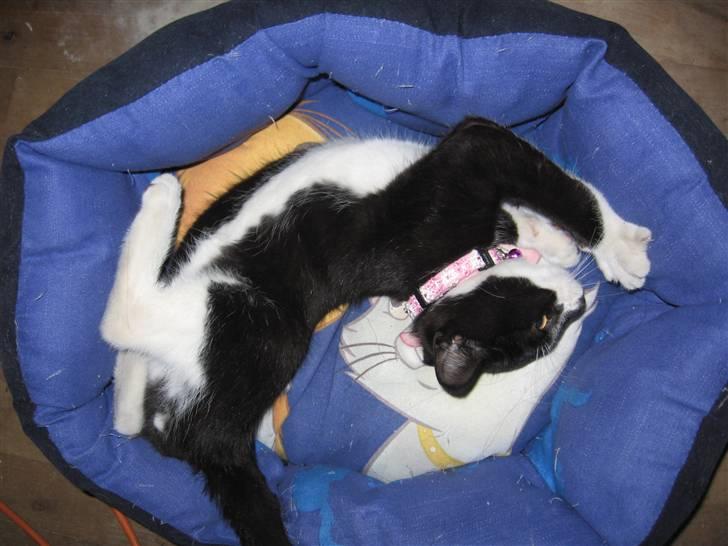 Huskat baloo *løbet væk* billede 12