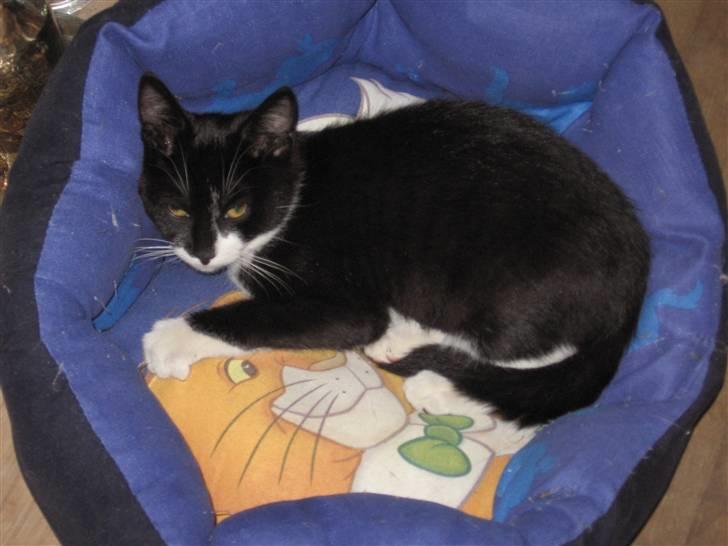 Huskat baloo *løbet væk* billede 13