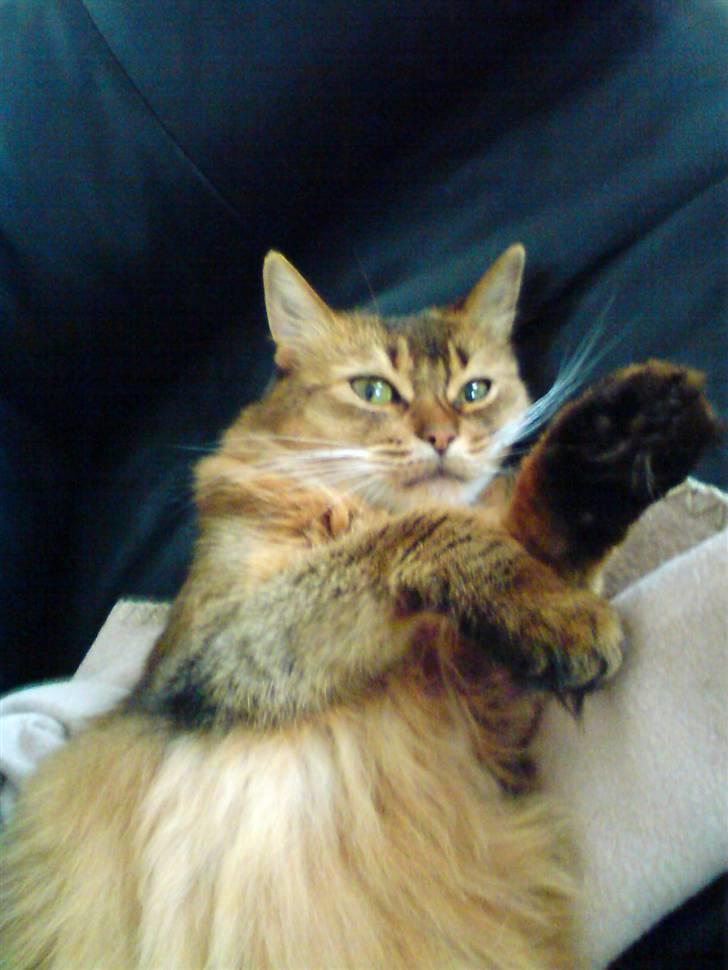 Somali Prinssen billede 1