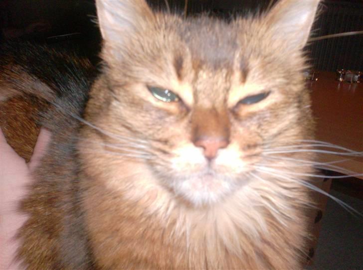 Somali Prinssen billede 2