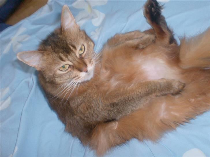 Somali Prinssen billede 3