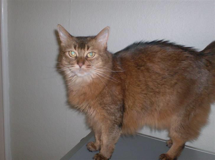 Somali Prinssen billede 4