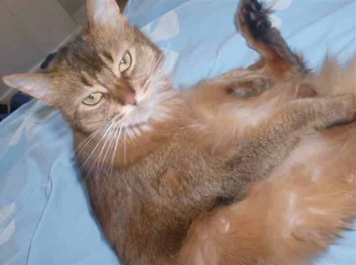 Somali Prinssen billede 5