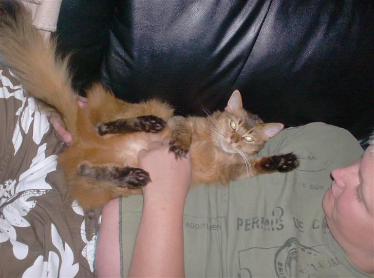 Somali Prinssen billede 7