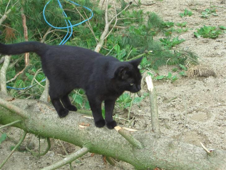 Huskat pjevs (jevs) - Hvad skal jeg lave?? billede 8