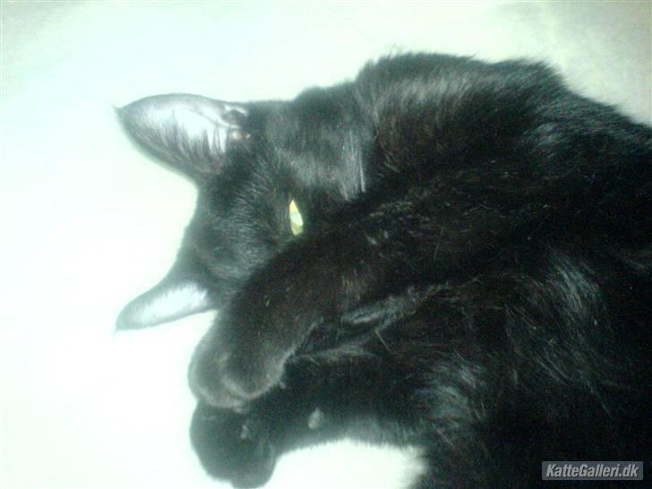 Huskat pjevs (jevs) - jeg er det man kalder sovetryne ;) billede 9