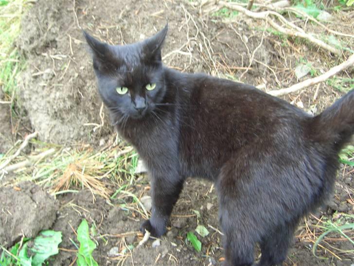 Huskat pjevs (jevs) - Hej hva er det? billede 10