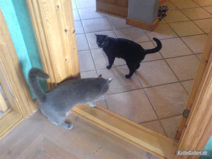 Huskat pjevs (jevs) - tulle er efter miiig årgh nejj billede 11