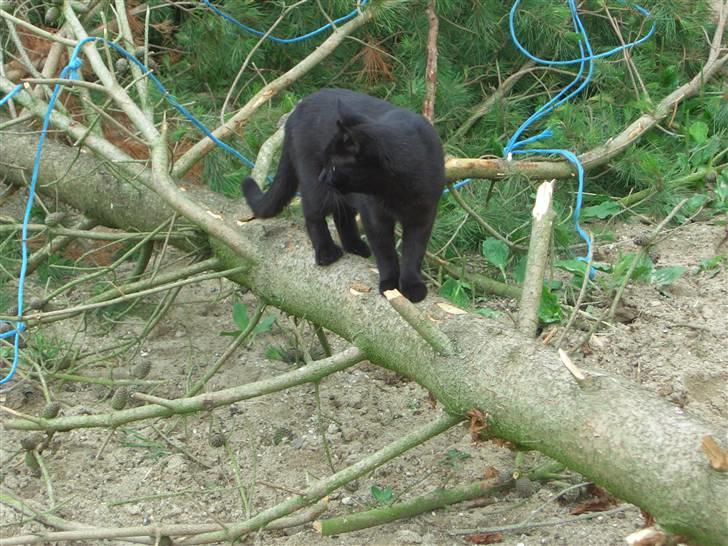 Huskat pjevs (jevs) - Jeg ballancer billede 12