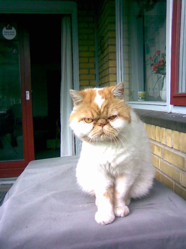 Exotic Bamse billede 6