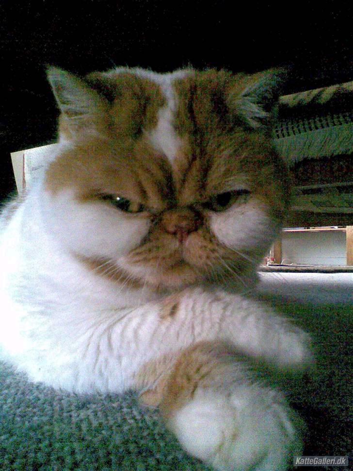 Exotic Bamse billede 7