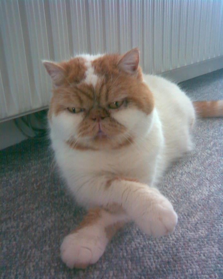 Exotic Bamse billede 8