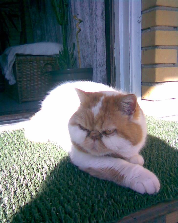 Exotic Bamse billede 9