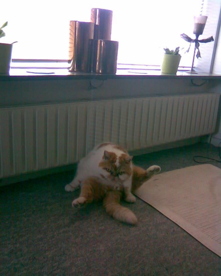 Exotic Bamse - Man er vel en ordenlig kat? :o) billede 10