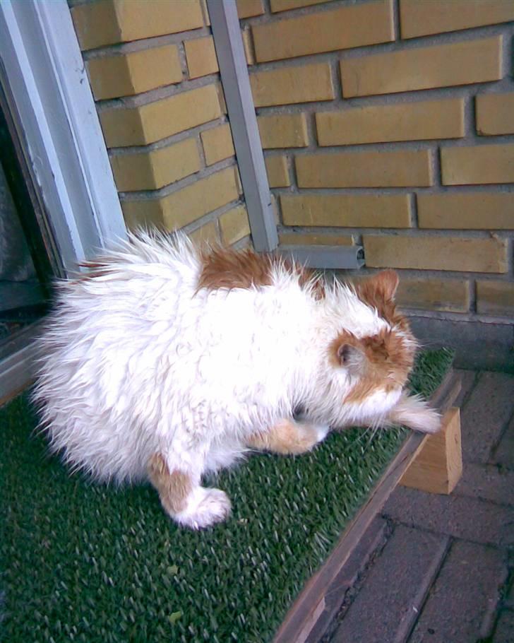 Exotic Bamse - Nyvasket billede 11