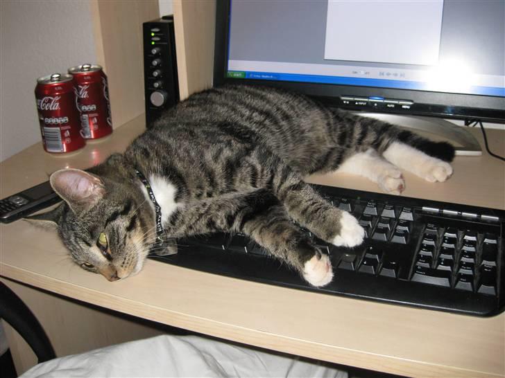 Blanding af racer tarzan billede 1