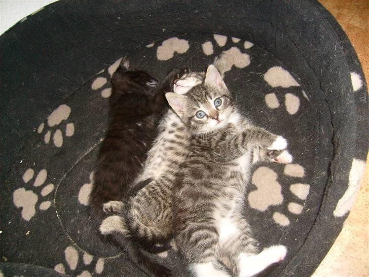 Blanding af racer tarzan billede 2