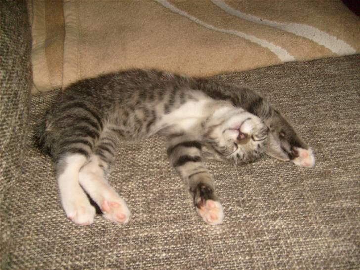 Blanding af racer tarzan billede 3