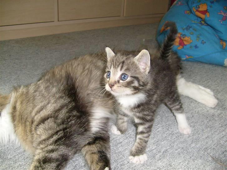 Blanding af racer tarzan billede 4