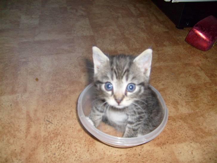 Blanding af racer tarzan billede 5