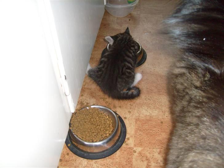 Blanding af racer tarzan billede 6