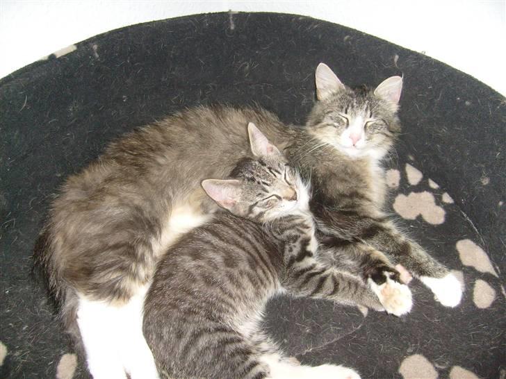 Blanding af racer tarzan billede 7