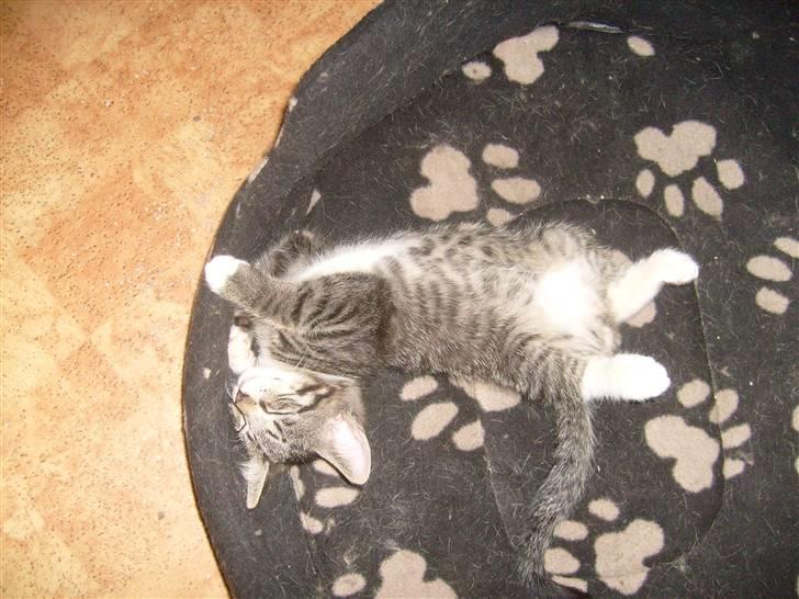 Blanding af racer tarzan billede 8