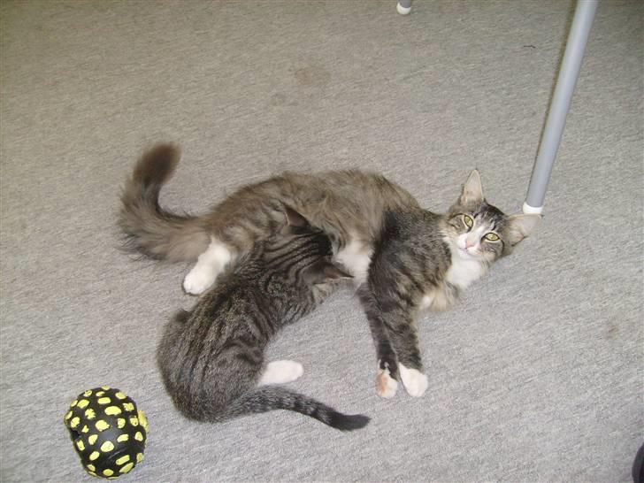 Blanding af racer tarzan billede 9