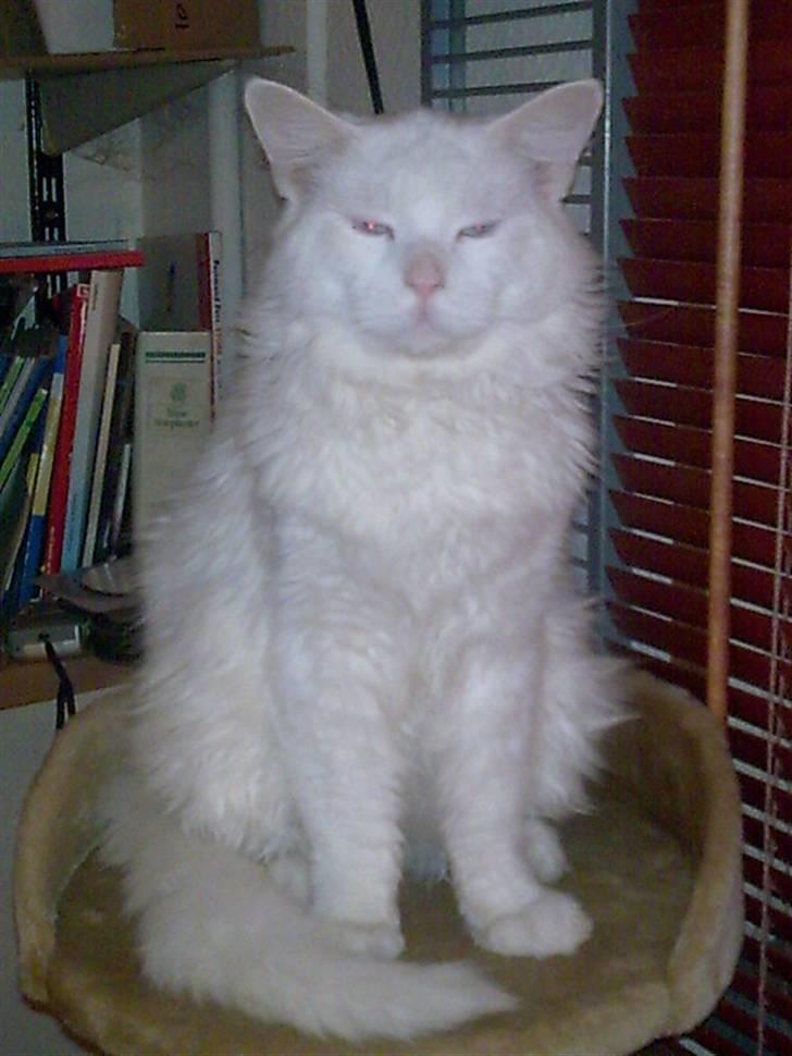 Maine Coon joey billede 1