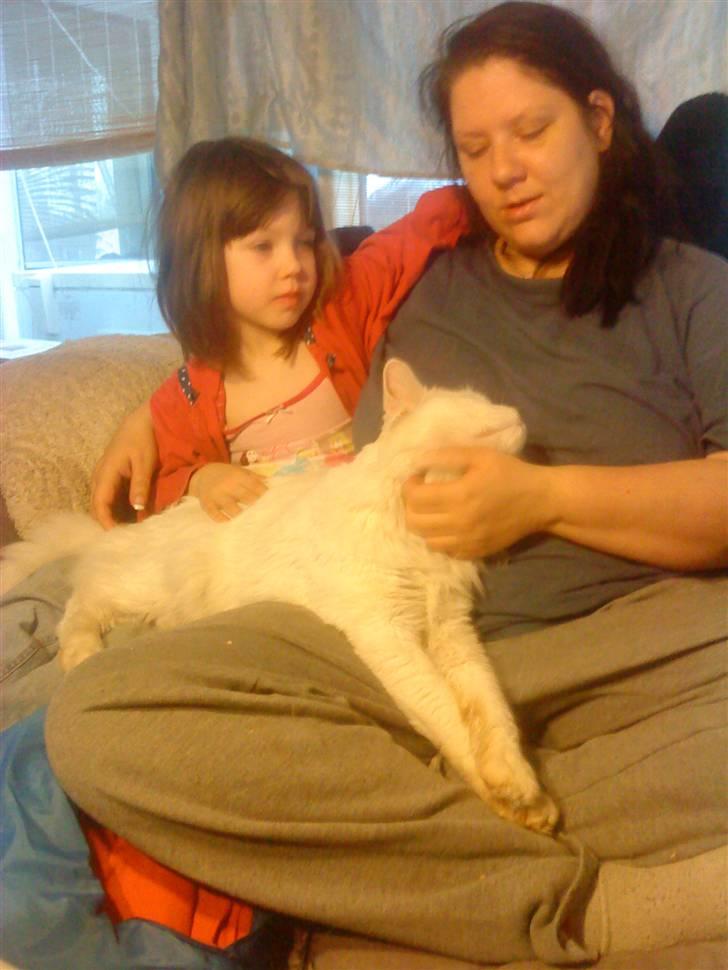 Maine Coon joey billede 3