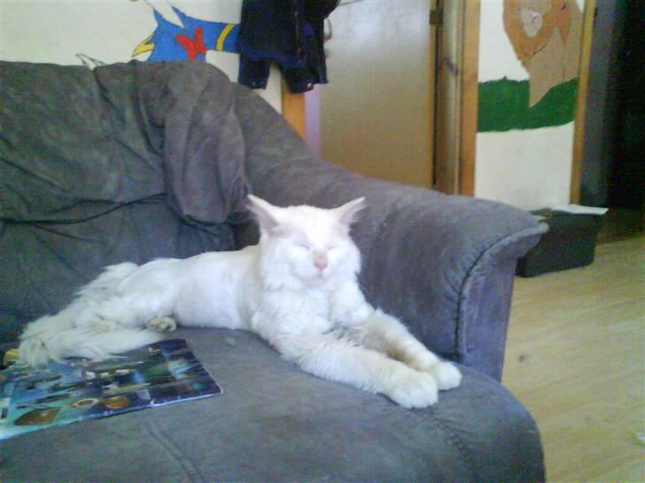 Maine Coon joey billede 4