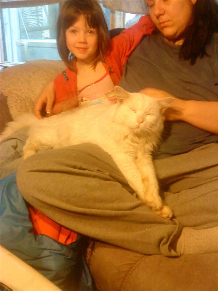 Maine Coon joey billede 5