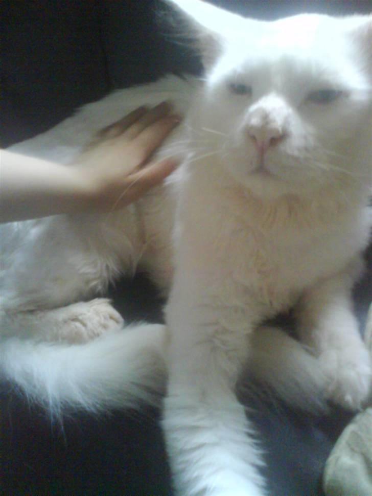 Maine Coon joey billede 6