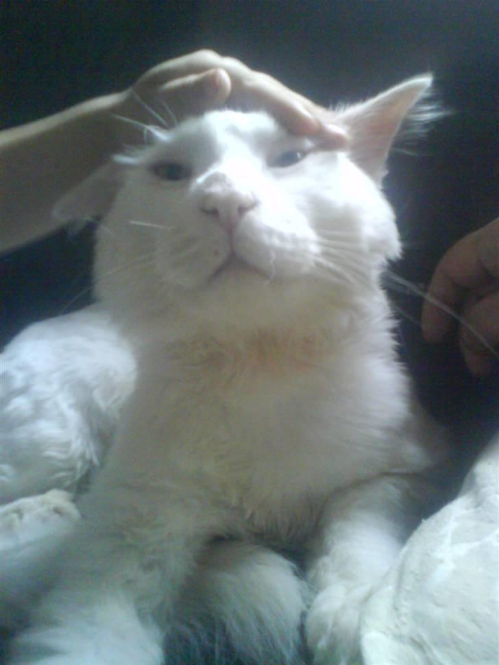 Maine Coon joey billede 7