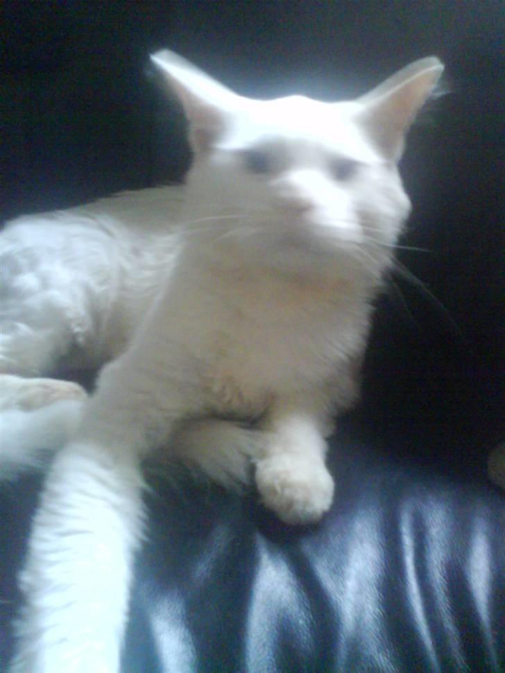 Maine Coon joey billede 8