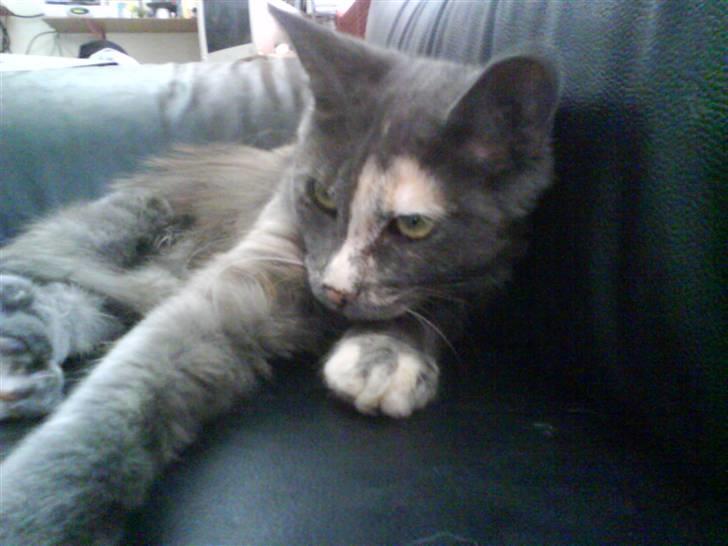 Maine Coon cleopetra / musse billede 1