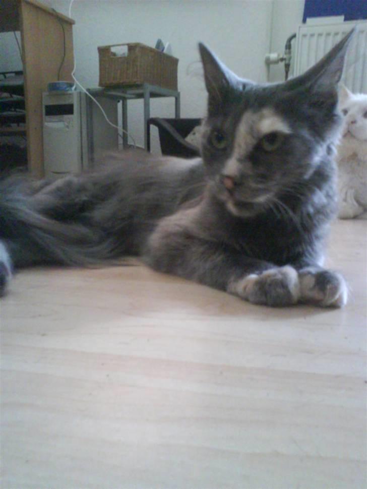 Maine Coon cleopetra / musse billede 2