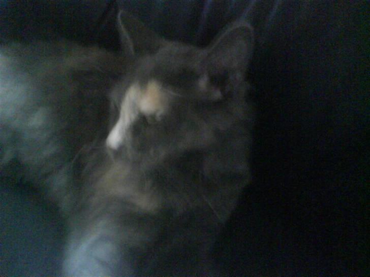 Maine Coon cleopetra / musse billede 3