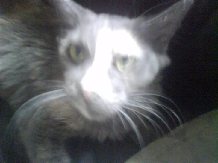 Maine Coon cleopetra / musse billede 4