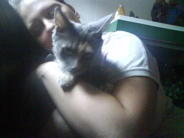 Maine Coon cleopetra / musse billede 5