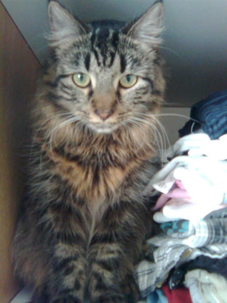 Blanding af racer Josefine billede 17