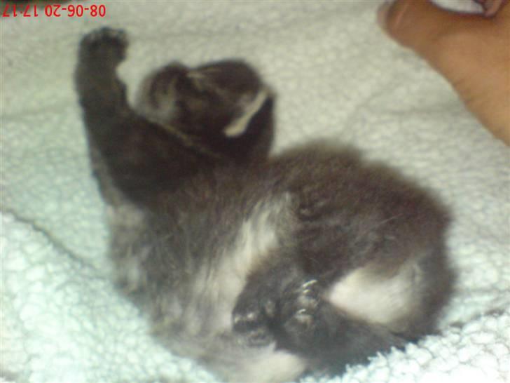 Manx Puma - "Væk væk borte" har taget halen..Gg billede 2