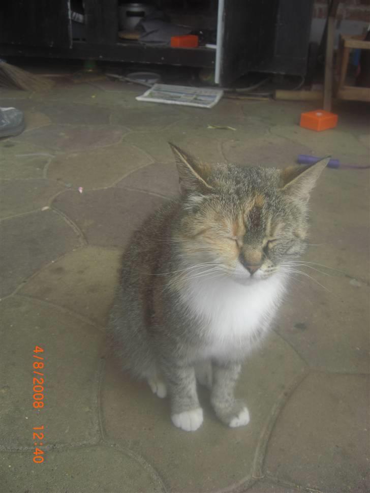 Blanding af racer Spunk - velkommen til vores profil (; bedøm og smid en kommentar billede 1