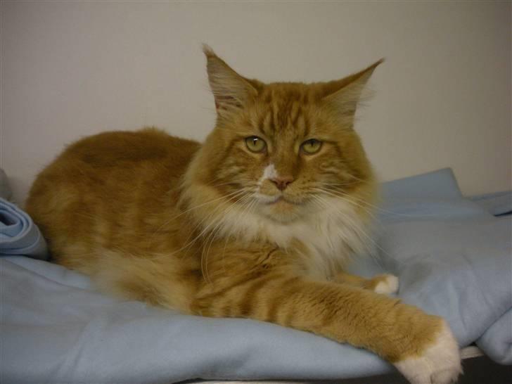 Maine Coon Olmocabe's Paladino - Paladino. 3-9-09. Knap 4 år billede 1