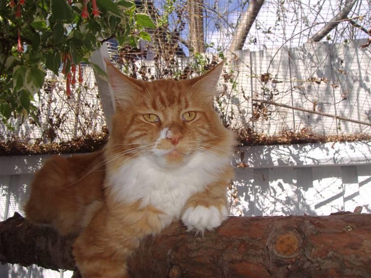 Maine Coon Olmocabe's Paladino - Paladino billede 2