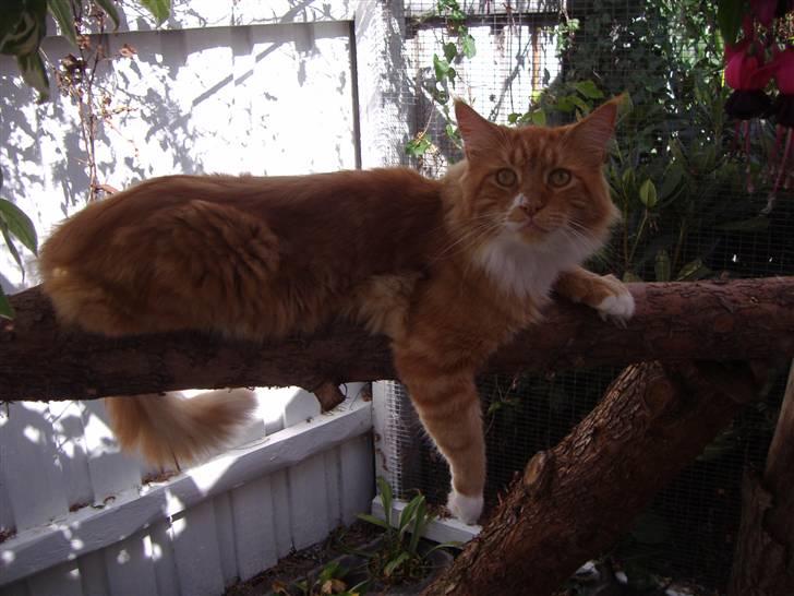 Maine Coon Olmocabe's Paladino - Paladino billede 3
