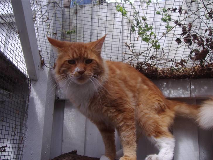 Maine Coon Olmocabe's Paladino - Paladino billede 4