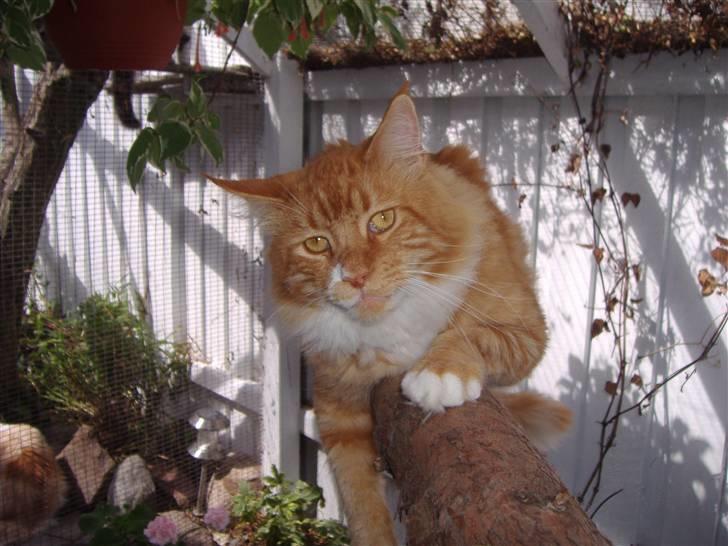 Maine Coon Olmocabe's Paladino - Paladino billede 7