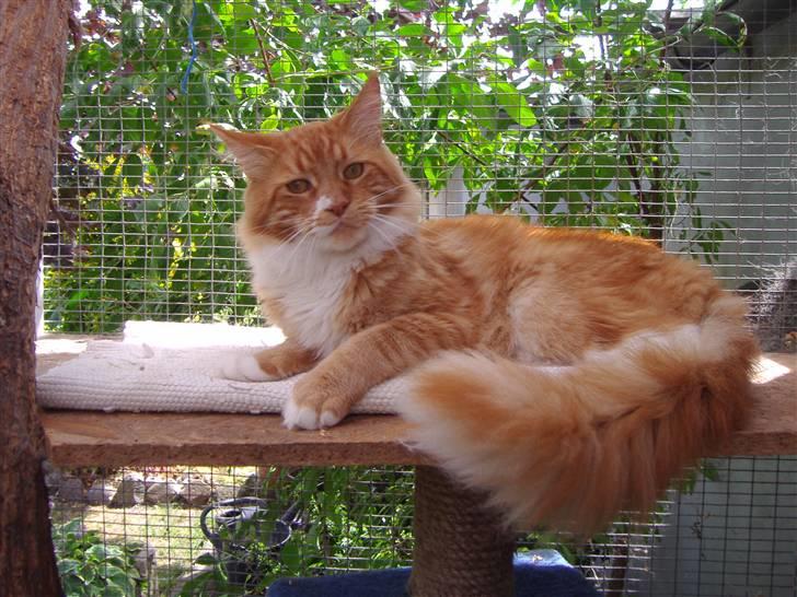 Maine Coon Olmocabe's Paladino - Paladino billede 9