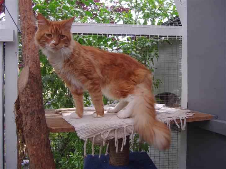 Maine Coon Olmocabe's Paladino - Paladino billede 11